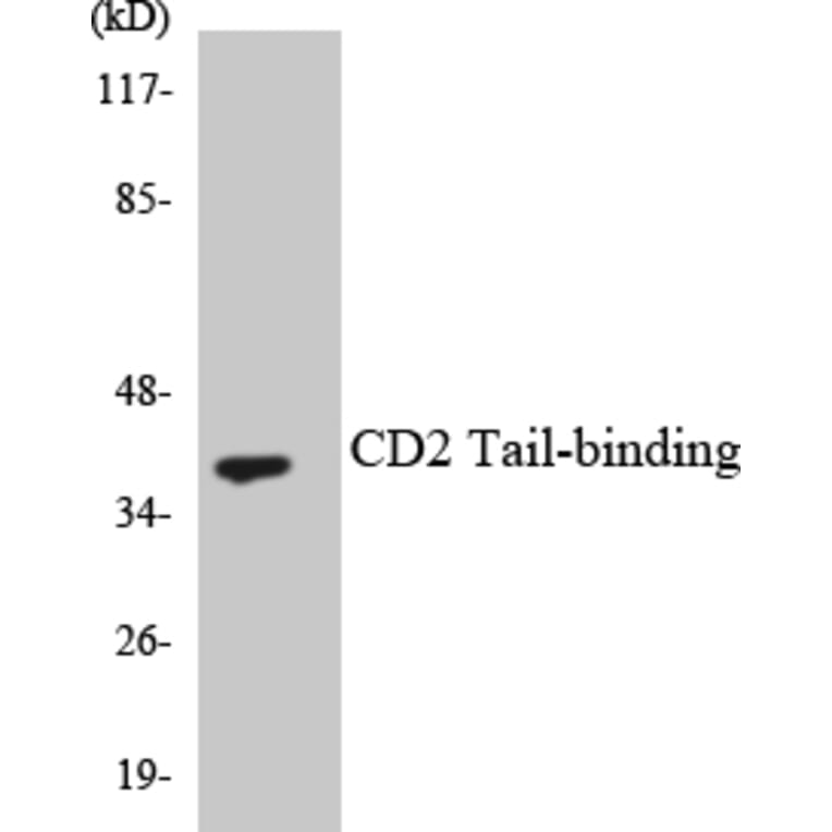 Western Blot - Anti-CD2 Tail-binding Antibody (R12-2586) - Antibodies.com