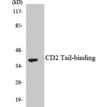 Western Blot - Anti-CD2 Tail-binding Antibody (R12-2586) - Antibodies.com