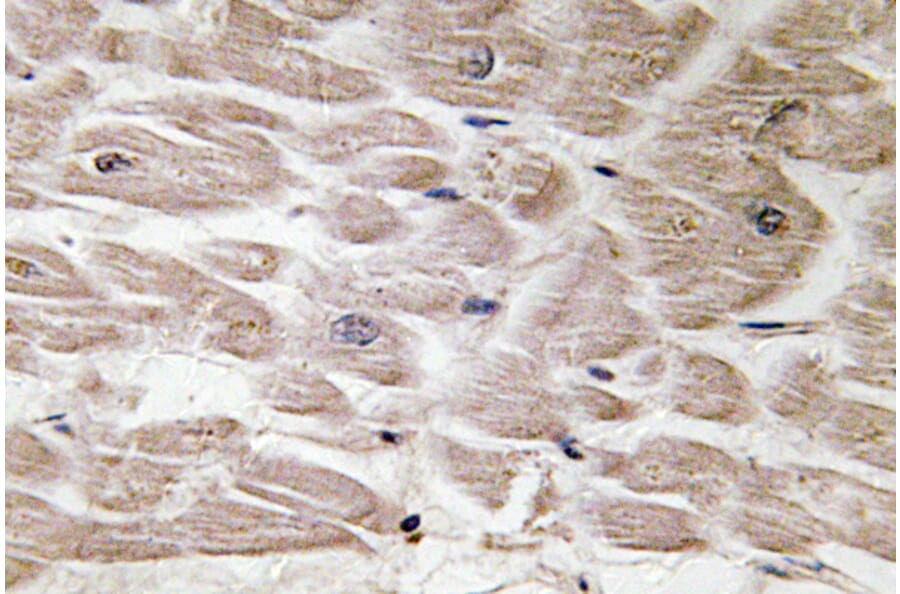 Immunohistochemistry - Anti-Defensin alpha4 Antibody (R12-2114) - Antibodies.com