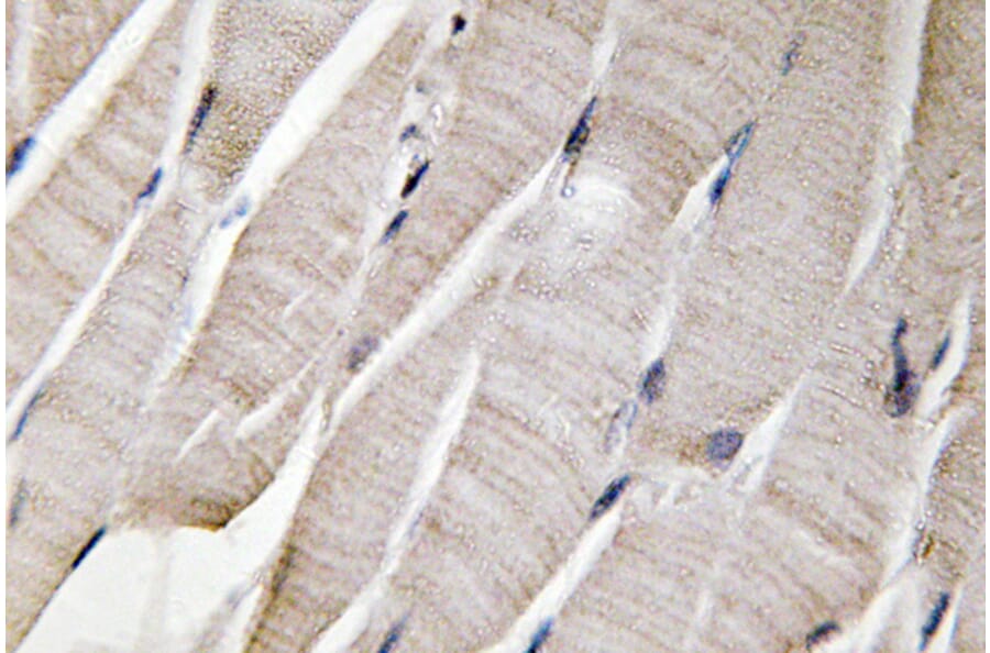 Immunohistochemistry - Anti-Defensin alpha3 Antibody (R12-2113) - Antibodies.com