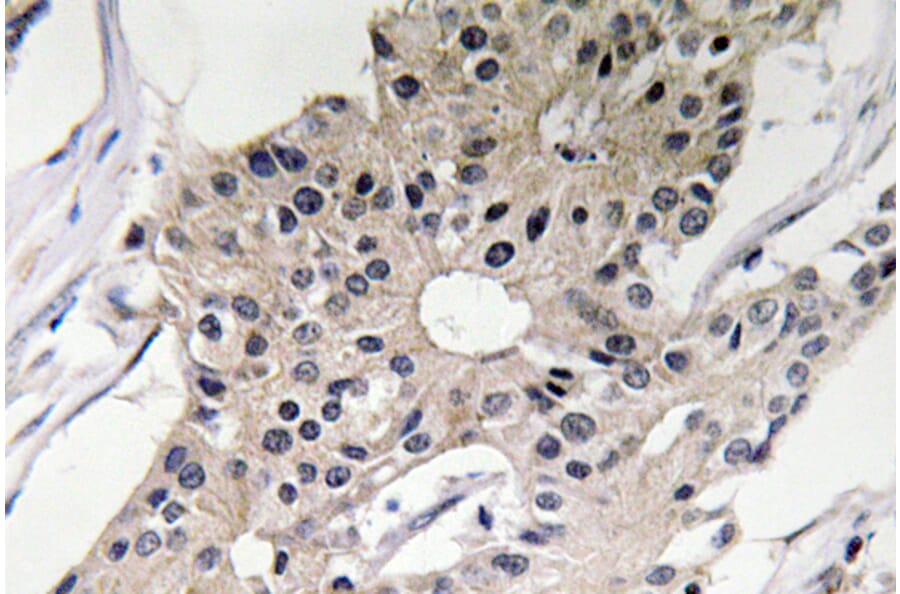 Immunohistochemistry - Anti-Defensin alpha1 Antibody (R12-2112) - Antibodies.com