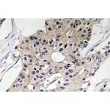 Immunohistochemistry - Anti-Defensin alpha1 Antibody (R12-2112) - Antibodies.com