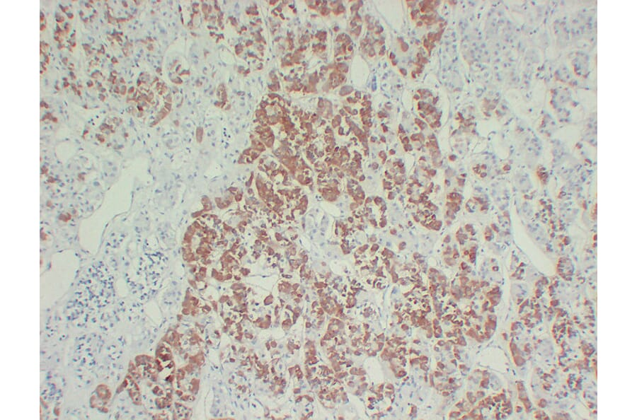 Immunohistochemistry - Anti-Growth Hormone Antibody (V0079) - Antibodies.com