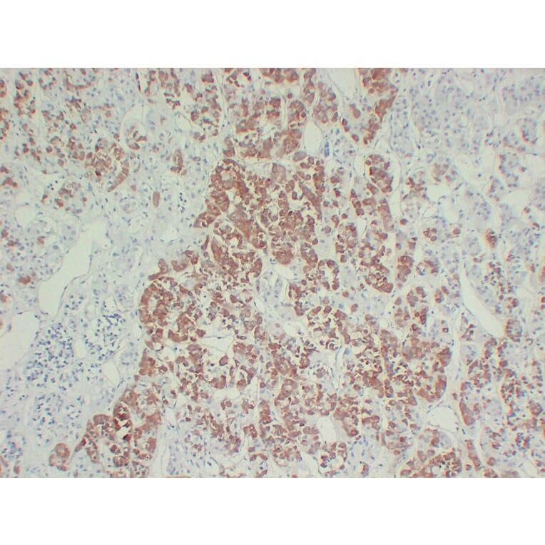 Immunohistochemistry - Anti-Growth Hormone Antibody (V0079) - Antibodies.com