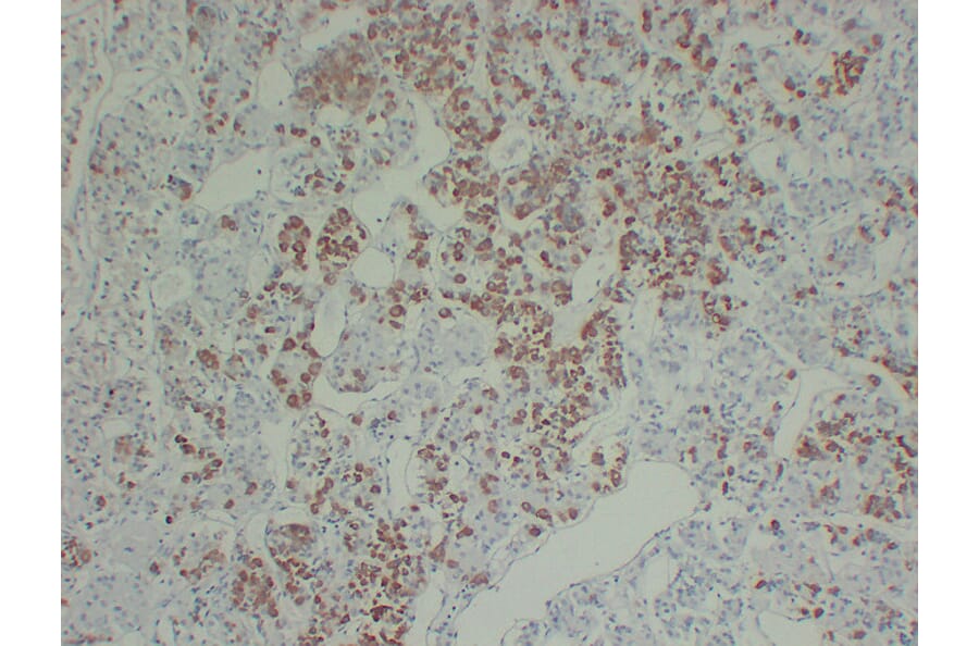 Immunohistochemistry - Anti-Growth Hormone Antibody (V0079) - Antibodies.com
