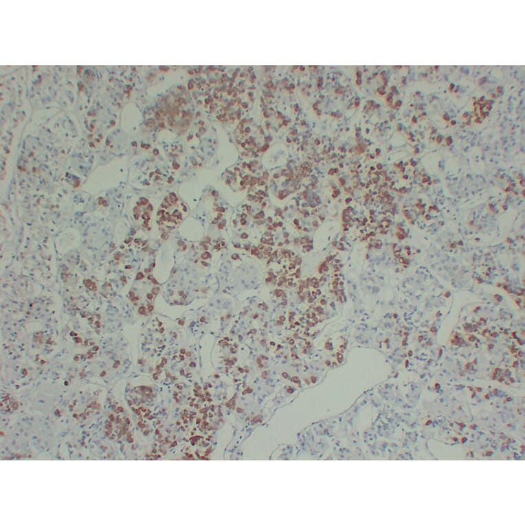 Immunohistochemistry - Anti-Growth Hormone Antibody (V0079) - Antibodies.com