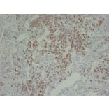 Immunohistochemistry - Anti-Growth Hormone Antibody (V0079) - Antibodies.com