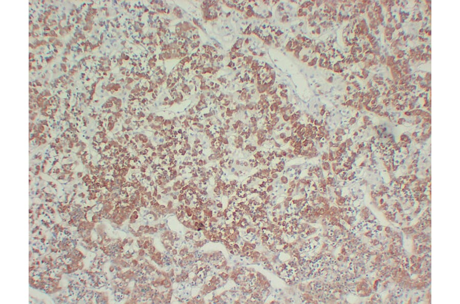 Immunohistochemistry - Anti-Growth Hormone Antibody (V0079) - Antibodies.com