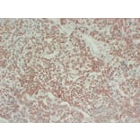 Immunohistochemistry - Anti-Growth Hormone Antibody (V0079) - Antibodies.com