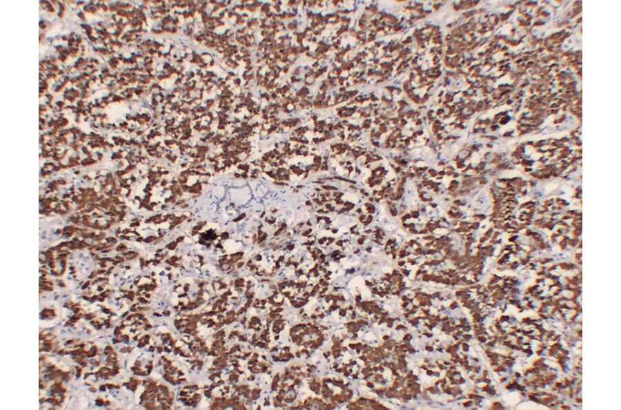 Immunohistochemistry - Anti-Growth Hormone Antibody (V0079) - Antibodies.com