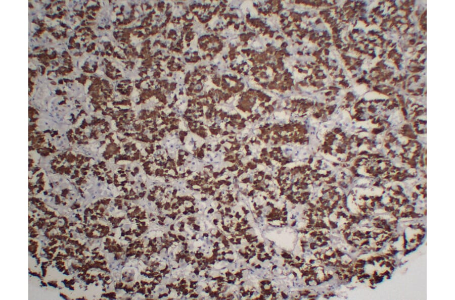 Immunohistochemistry - Anti-Growth Hormone Antibody (V0079) - Antibodies.com