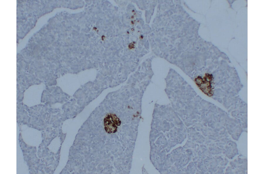 Immunohistochemistry - Anti-Synaptophysin Antibody (V0127) - Antibodies.com