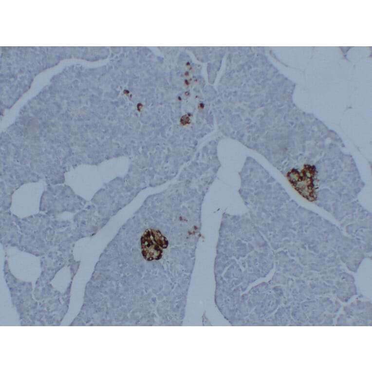 Immunohistochemistry - Anti-Synaptophysin Antibody (V0127) - Antibodies.com