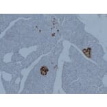 Immunohistochemistry - Anti-Synaptophysin Antibody (V0127) - Antibodies.com