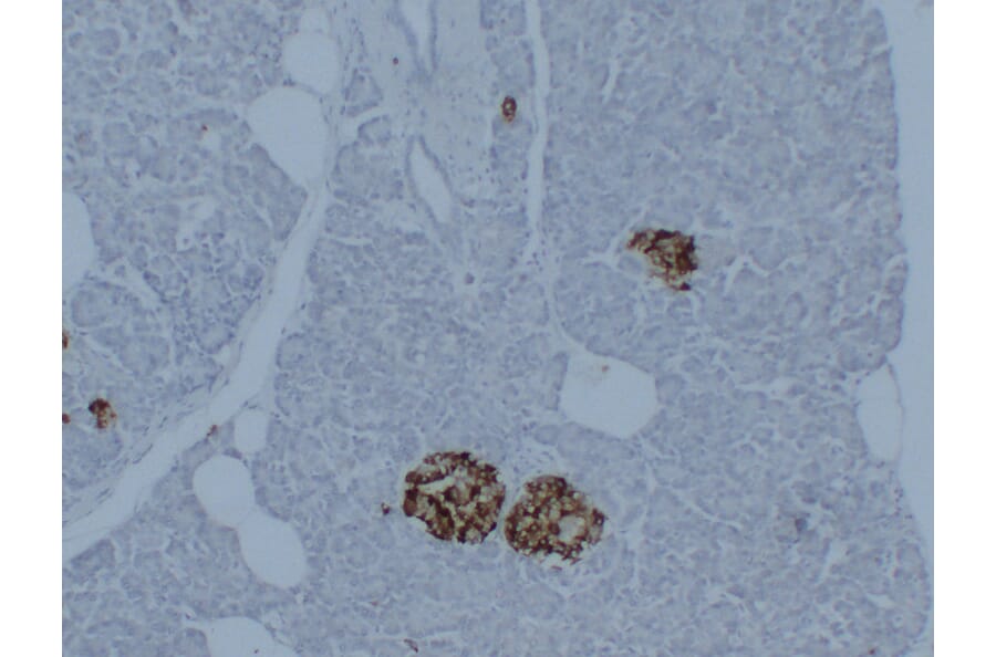 Immunohistochemistry - Anti-Synaptophysin Antibody (V0127) - Antibodies.com