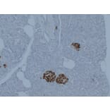 Immunohistochemistry - Anti-Synaptophysin Antibody (V0127) - Antibodies.com