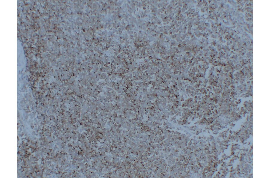 Immunohistochemistry - Anti-Synaptophysin Antibody (V0127) - Antibodies.com