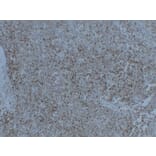 Immunohistochemistry - Anti-Synaptophysin Antibody (V0127) - Antibodies.com