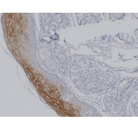 Immunohistochemistry - Anti-Cytokeratin 4 Antibody (V0053) - Antibodies.com