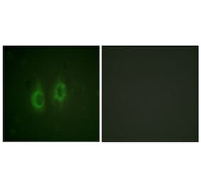 Immunofluorescence - Anti-Connexin 43 Antibody (B0874) - Antibodies.com