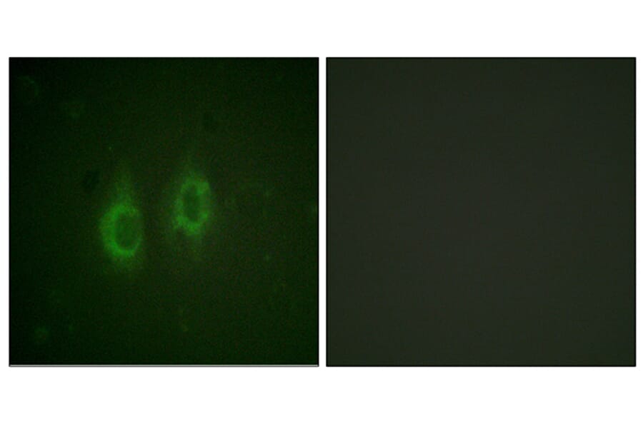 Immunofluorescence - Anti-Connexin 43 Antibody (B0874) - Antibodies.com