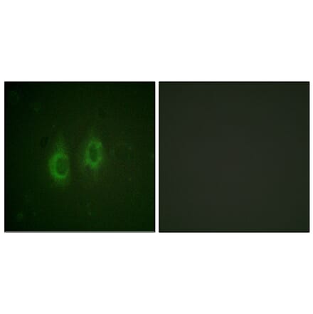Immunofluorescence - Anti-Connexin 43 Antibody (B0874) - Antibodies.com