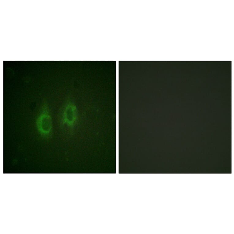 Immunofluorescence - Anti-Connexin 43 Antibody (B0874) - Antibodies.com
