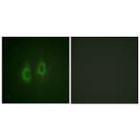 Immunofluorescence - Anti-Connexin 43 Antibody (B0874) - Antibodies.com
