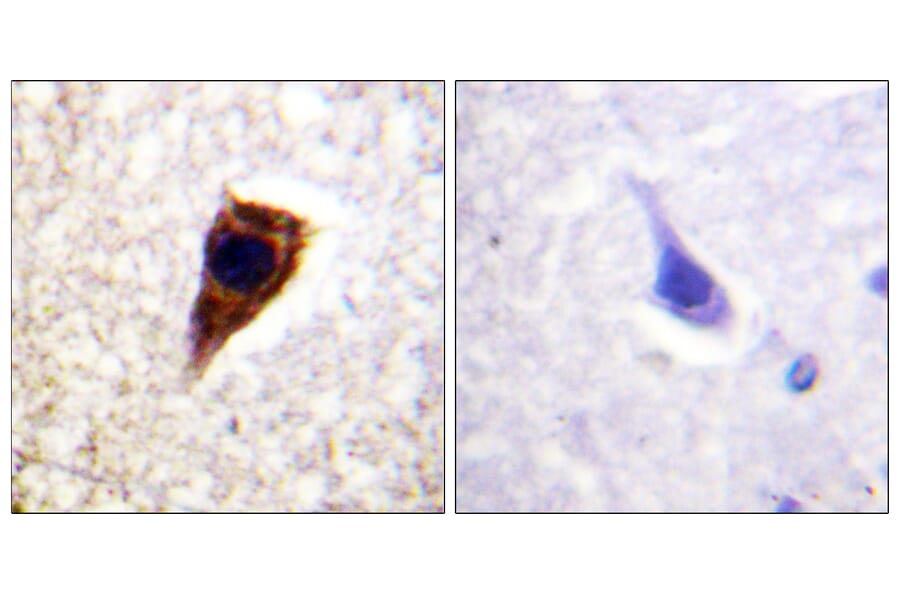 Immunohistochemistry - Anti-Connexin 43 Antibody (B0874) - Antibodies.com