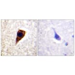Immunohistochemistry - Anti-Connexin 43 Antibody (B0874) - Antibodies.com
