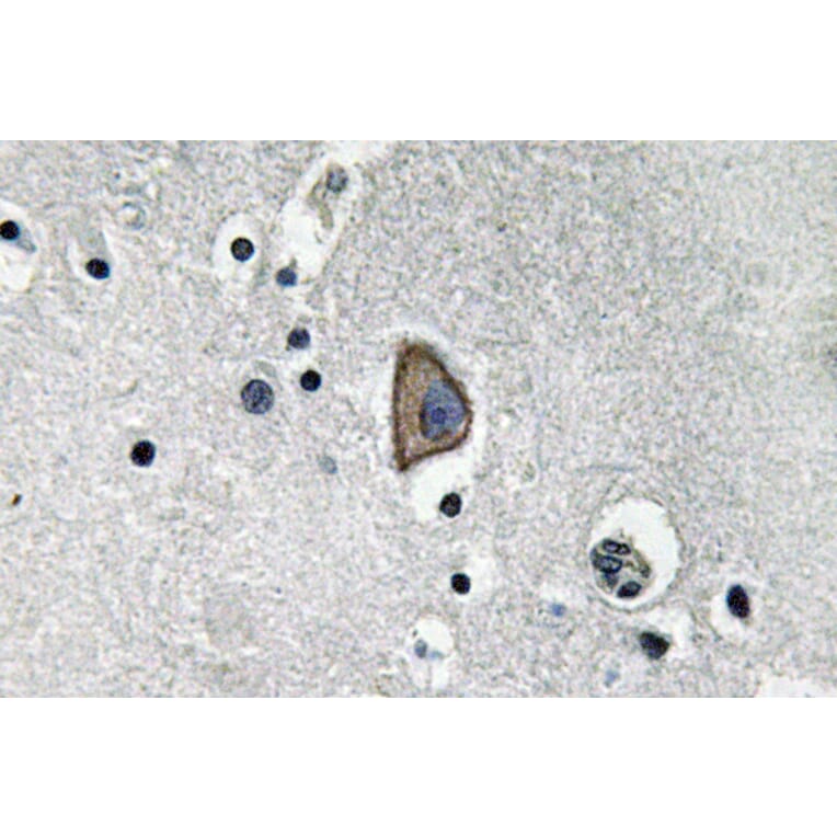 Immunohistochemistry - Anti-CD3-epsilon Antibody (R12-2078) - Antibodies.com