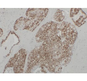 Immunohistochemistry - Anti-Cadherin 16 Antibody (V0089) - Antibodies.com