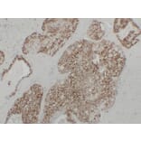 Immunohistochemistry - Anti-Cadherin 16 Antibody (V0089) - Antibodies.com