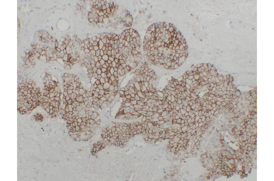 Immunohistochemistry - Anti-Cadherin 16 Antibody (V0089) - Antibodies.com