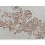 Immunohistochemistry - Anti-Cadherin 16 Antibody (V0089) - Antibodies.com