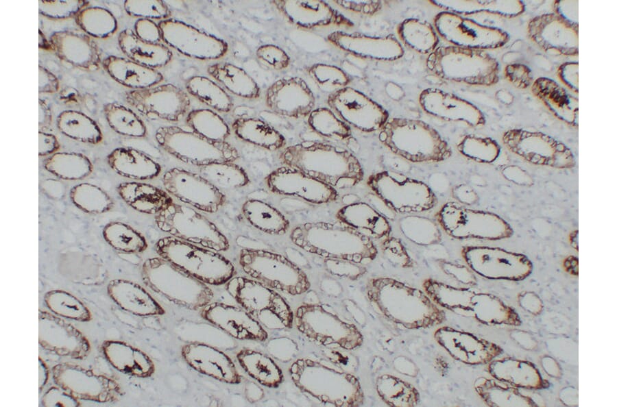 Immunohistochemistry - Anti-Cadherin 16 Antibody (V0089) - Antibodies.com