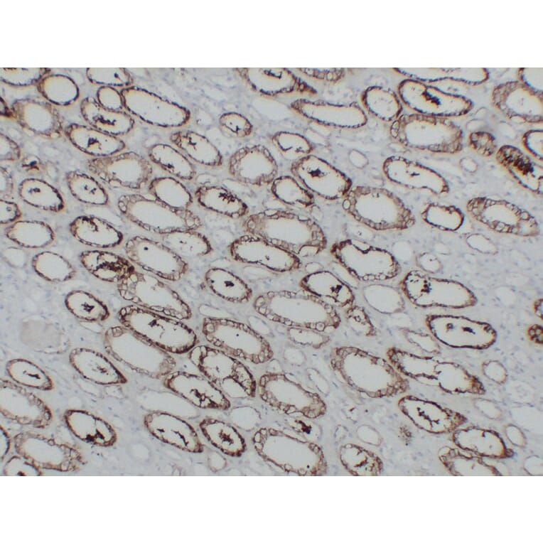 Immunohistochemistry - Anti-Cadherin 16 Antibody (V0089) - Antibodies.com