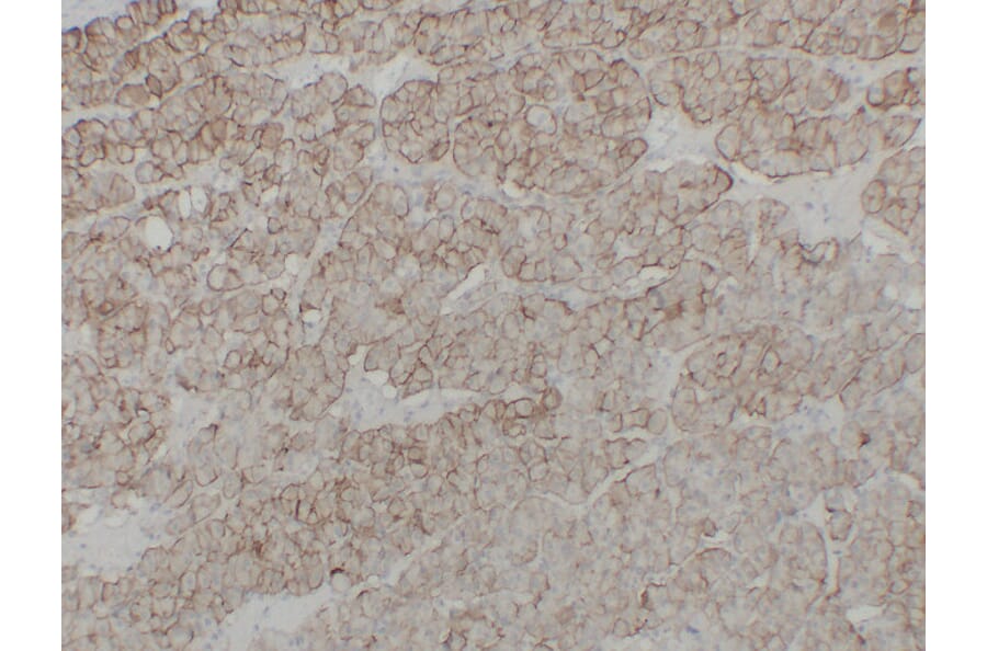 Immunohistochemistry - Anti-Cadherin 16 Antibody (V0089) - Antibodies.com