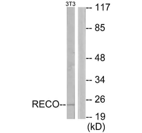 Western Blot - Anti-Recoverin Antibody (C10549) - Antibodies.com