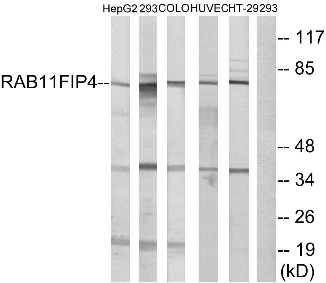 Western blot analysis of lysates from 293, COLO, HUVEC, HepG and HT-29 cells using Anti-RAB11FIP4 Antibody. The right hand lane represents a negative control, where the antibody is blocked by the immunising peptide.