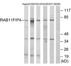 Western Blot - Anti-RAB11FIP4 Antibody (C18122) - Antibodies.com