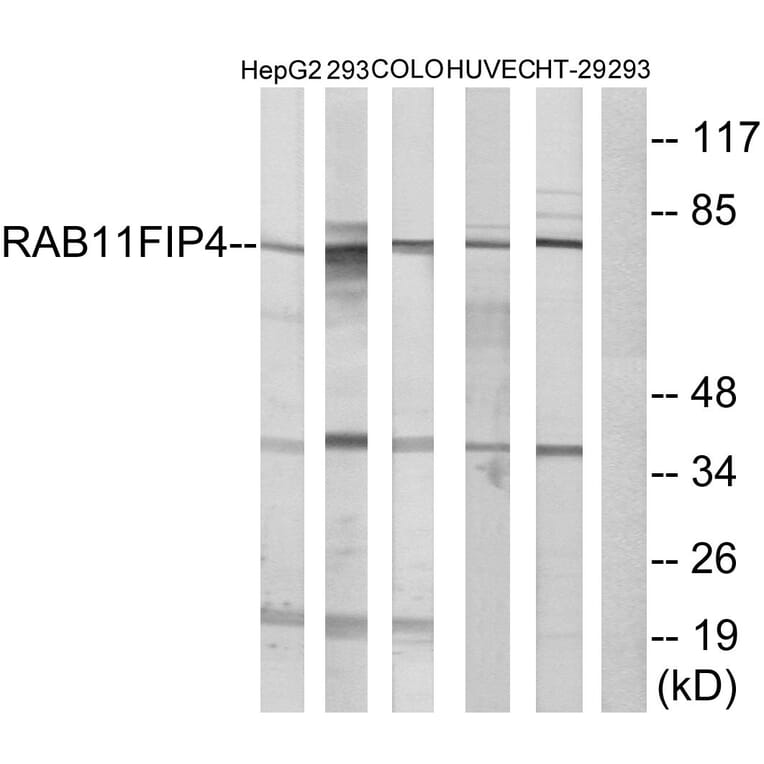Western Blot - Anti-RAB11FIP4 Antibody (C18122) - Antibodies.com
