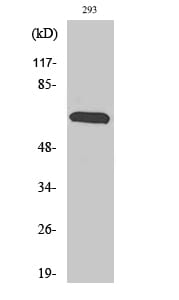 Western blot analysis of various cells using Anti-RAB11FIP4 Antibody.