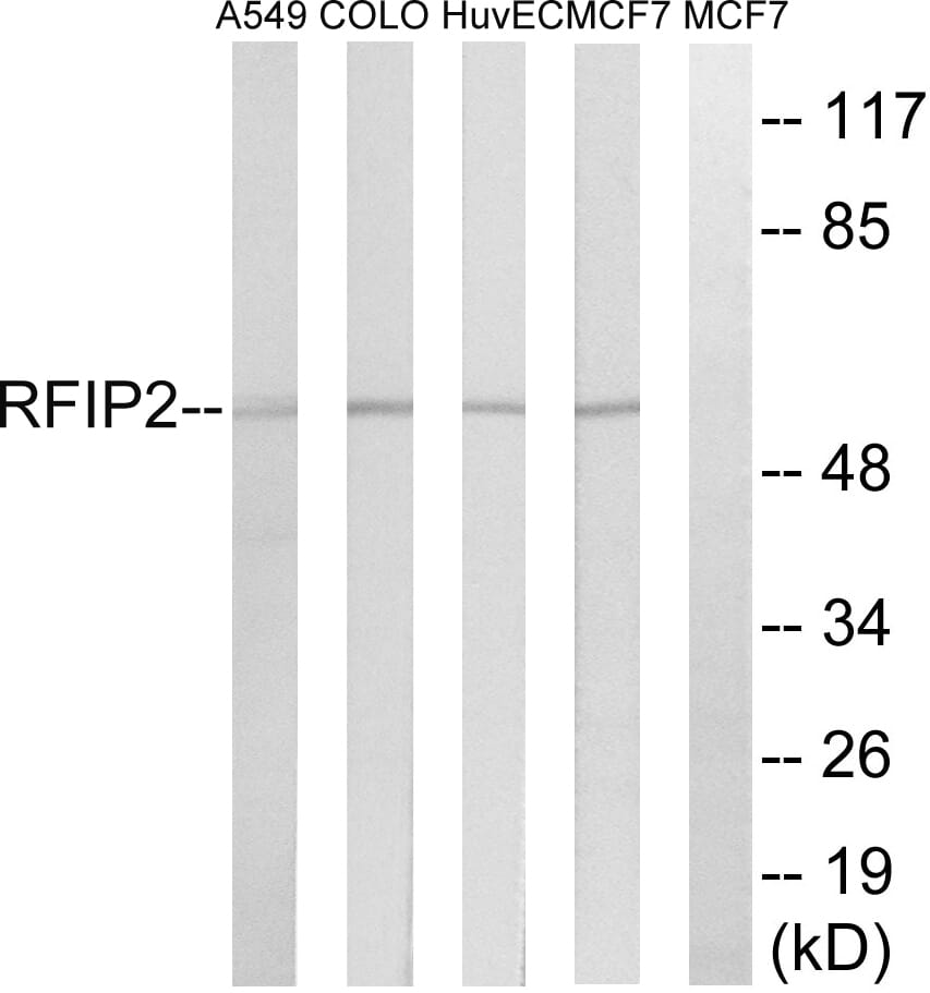 Western blot analysis of lysates from MCF-7, HUVEC, A549, and COLO cells using Anti-RAB11FIP2 Antibody. The right hand lane represents a negative control, where the antibody is blocked by the immunising peptide.