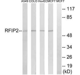 Western Blot - Anti-RAB11FIP2 Antibody (C18120) - Antibodies.com