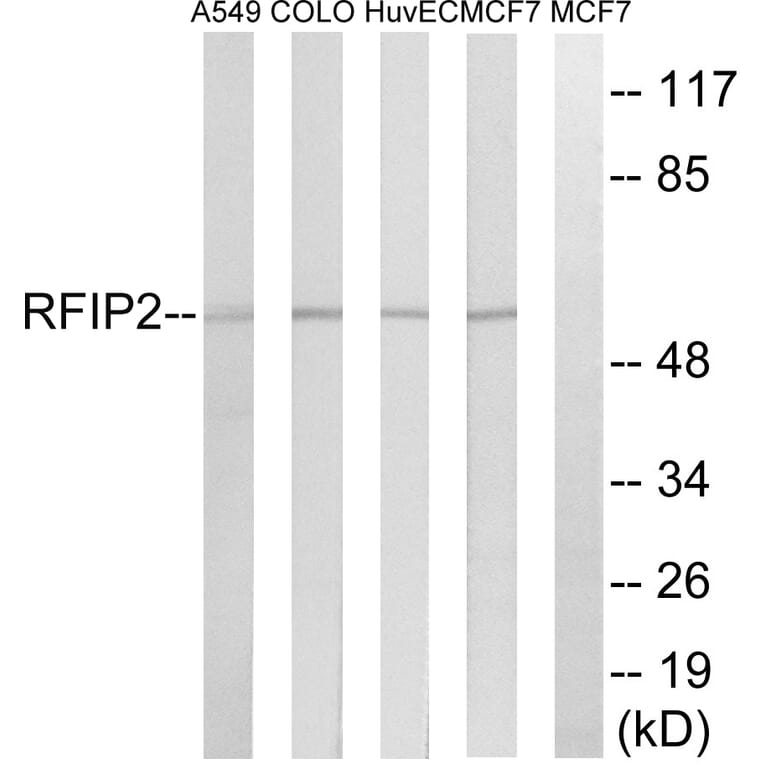 Western Blot - Anti-RAB11FIP2 Antibody (C18120) - Antibodies.com