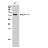 Western Blot - Anti-RAB11FIP2 Antibody (C18120) - Antibodies.com