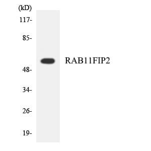 Western blot analysis of the lysates from HepG2 cells using Anti-RAB11FIP2 Antibody.