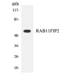 Western Blot - Anti-RAB11FIP2 Antibody (R12-3386) - Antibodies.com