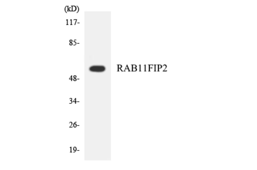 Western Blot - Anti-RAB11FIP2 Antibody (R12-3386) - Antibodies.com